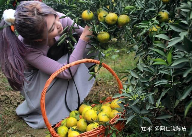 陈皮世家揭秘新会陈皮90%的人不知道的秘密,你都买对了吗?